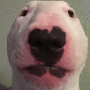 Meet your Posher, Walter!